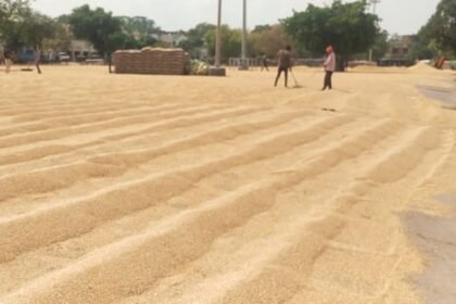 राजपुरा की अनाज मंडी में लगे गेहूं के अंबार