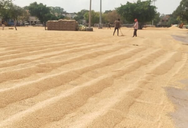 राजपुरा की अनाज मंडी में लगे गेहूं के अंबार