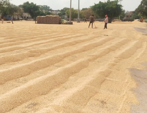 राजपुरा की अनाज मंडी में लगे गेहूं के अंबार